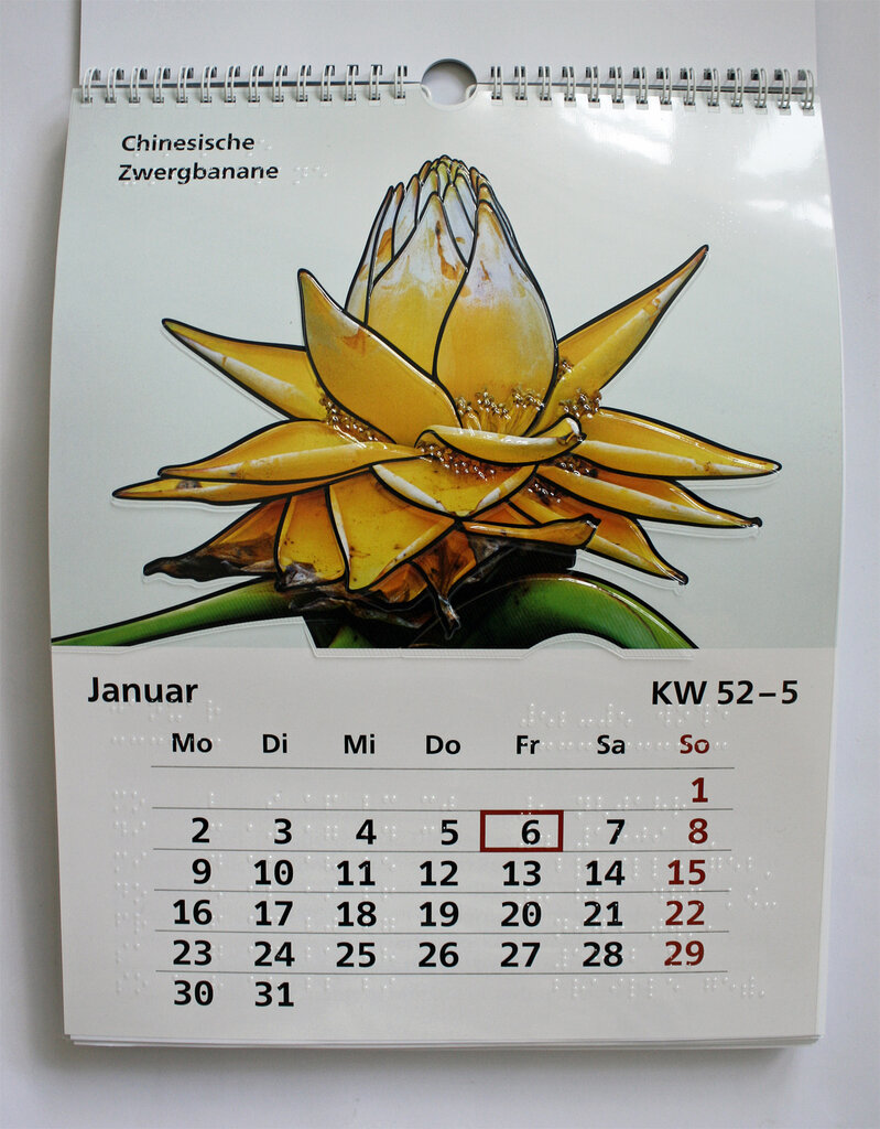 Januar-Kalendarium und Blüte der Chinesischen Zwergbanane