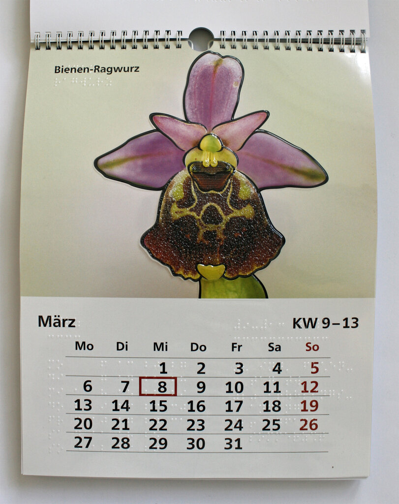 März-Kalendarium und Blüte des Bienen-Ragwurzes