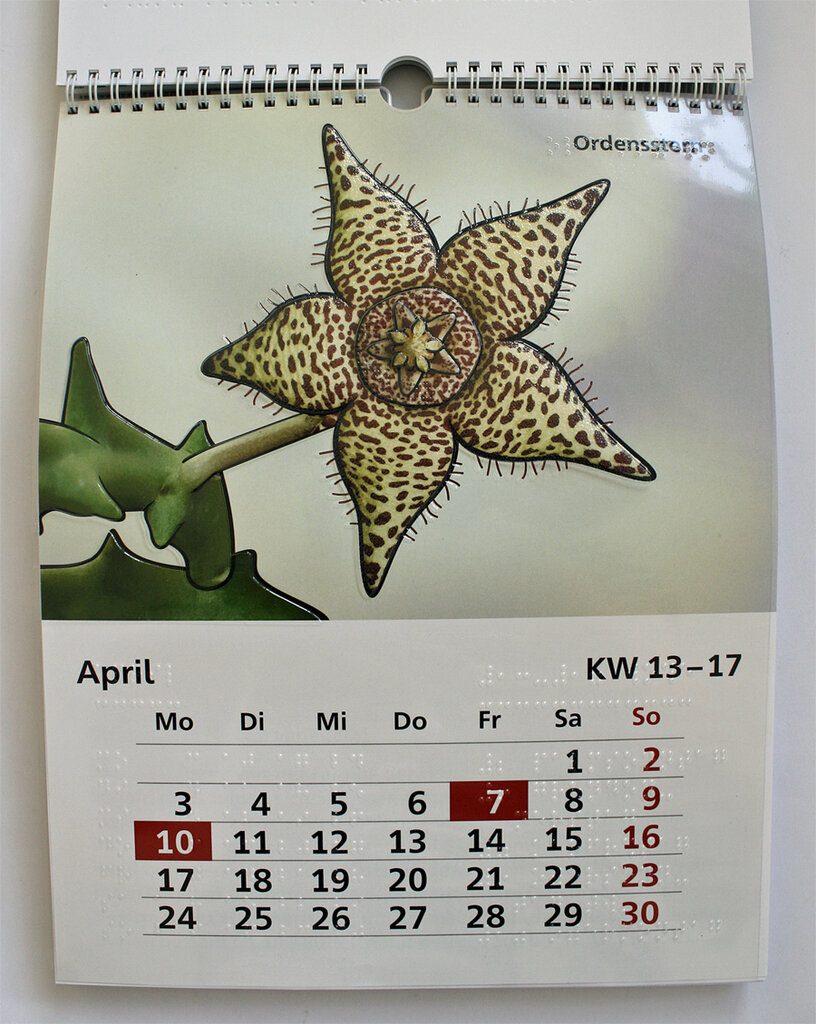 April-Kalendarium und Blüte des Ordenssterns