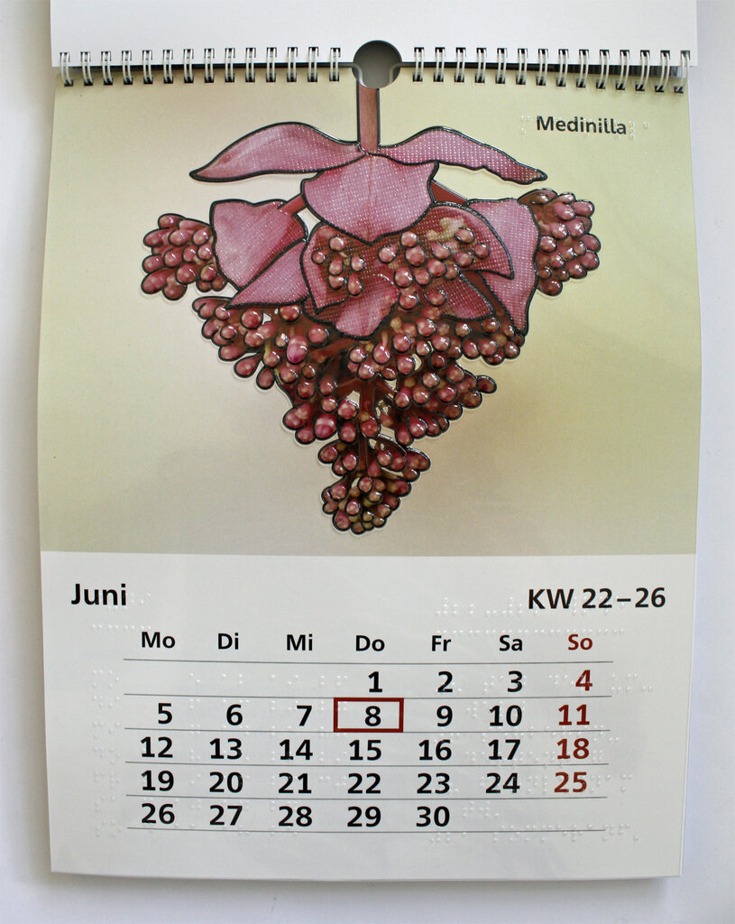 Juni-Kalendarium und Blüte der Medinilla
