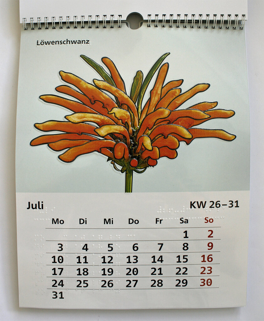 Juli-Kalendarium und Blüte des Löwenschwanzes